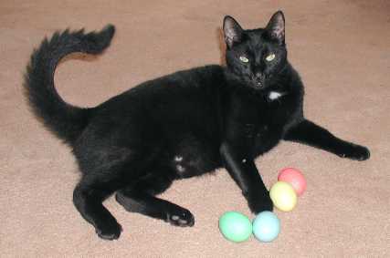 Blackie at Easter