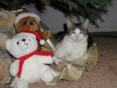 Princess under the Christmas tree