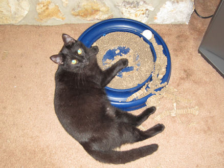 Bella tearing up the turboscratcher